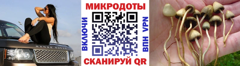 Псилоцибиновые грибы Psilocybe  Купить где  Мглин 